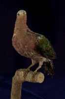 藏品(翠翼鳩)的圖片